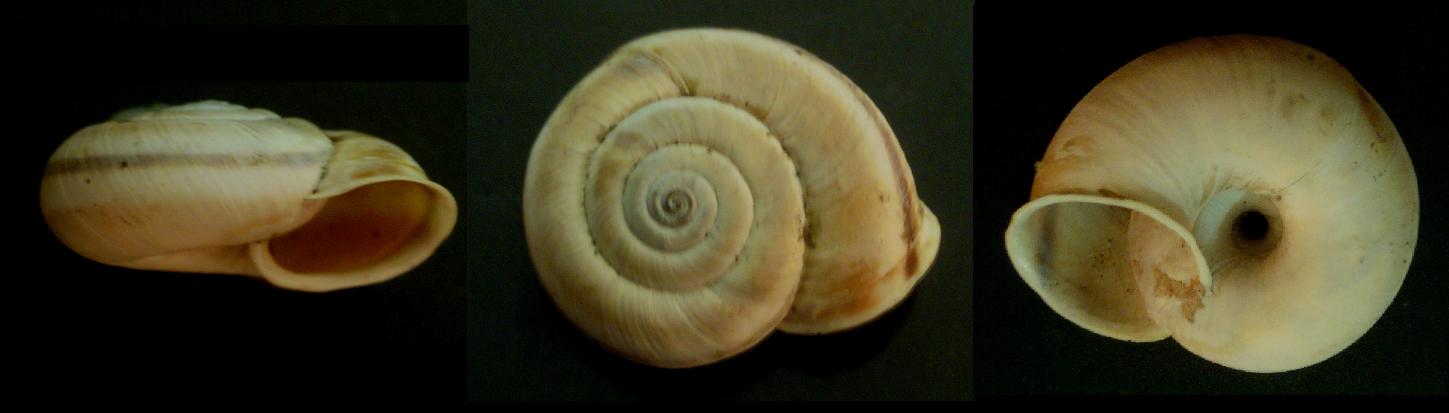 Chilostoma cingulatum apuanum - variabilit